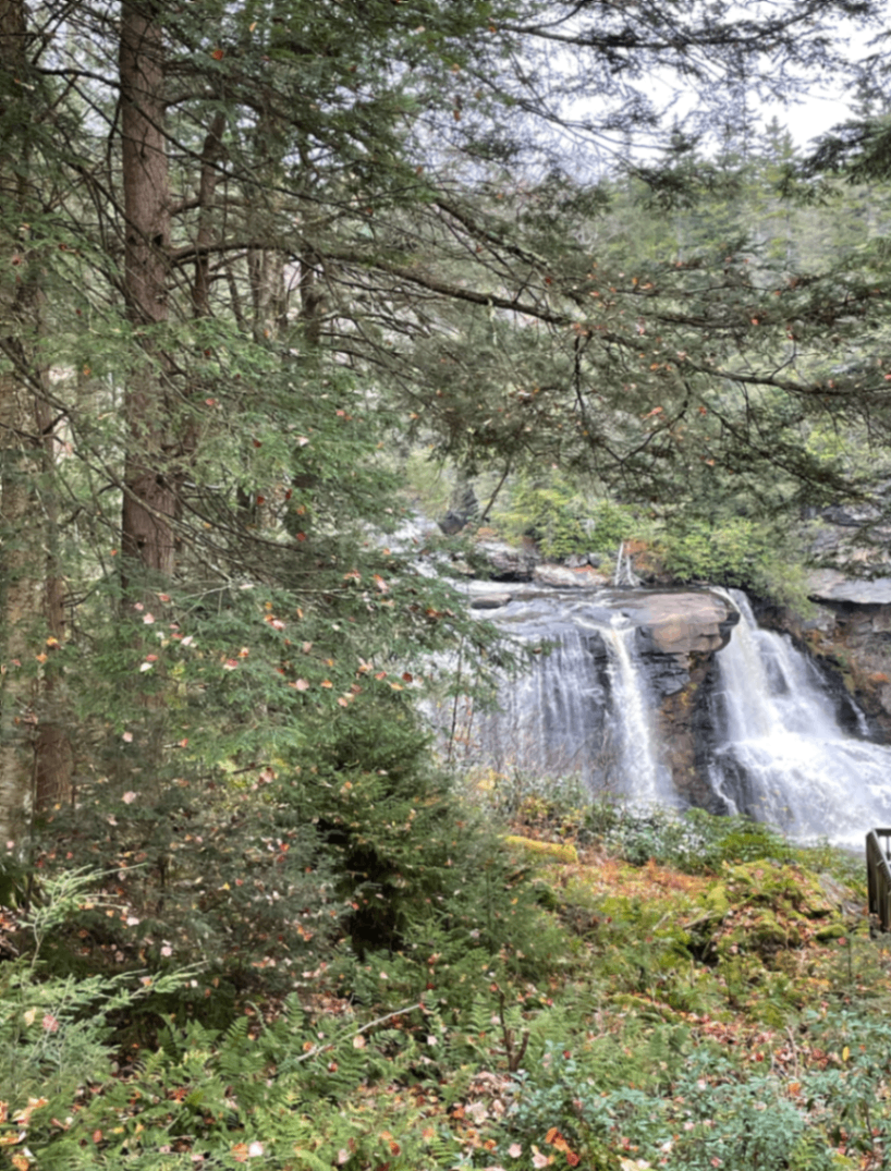 Waterfall in lush forest — nature and wellness